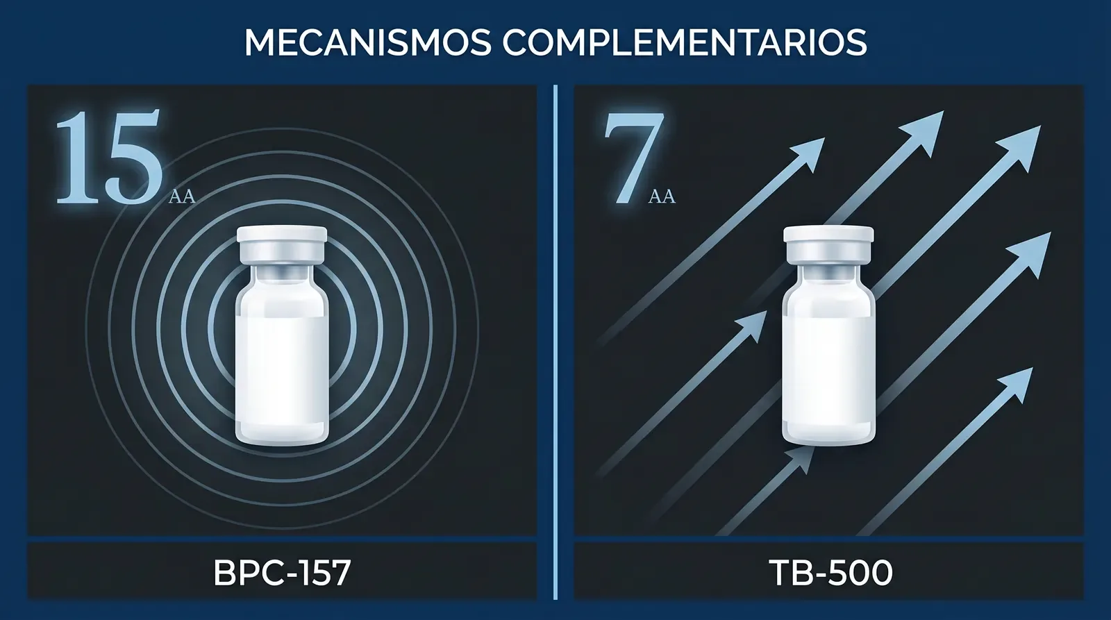Diagrama editorial de dos paneles comparando BPC-157 (15 aminoácidos, ondas concéntricas ice-blue sugiriendo acción local) y TB-500 (7 aminoácidos del fragmento LKKTETQ, flechas direccionales sugiriendo distribución sistémica)